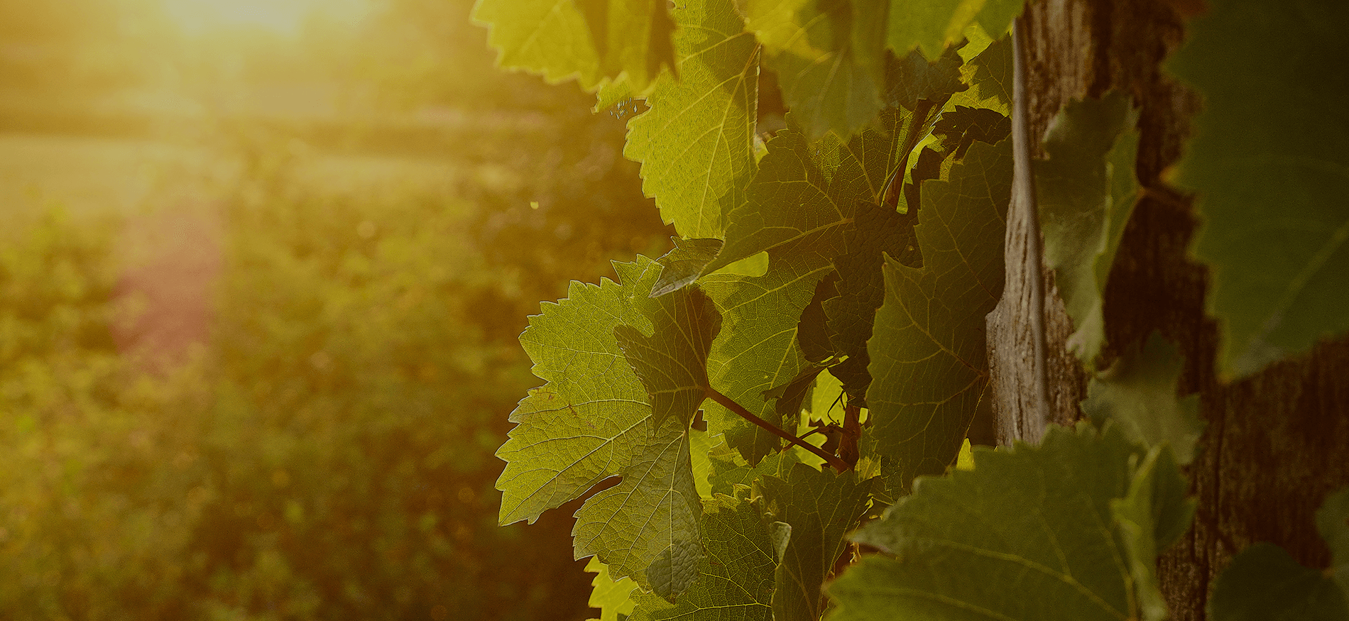 bio-weingut kemetner